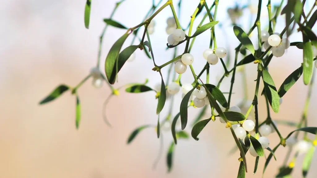 Mistletoe Therapy for Autoimmune Diseases