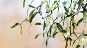 Mistletoe Therapy for Autoimmune Diseases