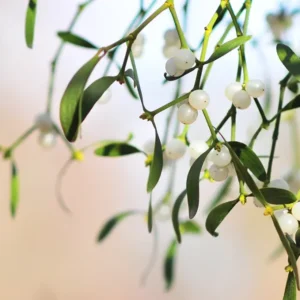 Mistletoe Therapy for Autoimmune Diseases