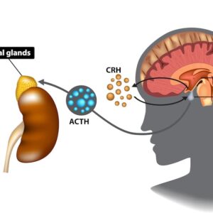 Understanding and Managing Adrenal Fatigue